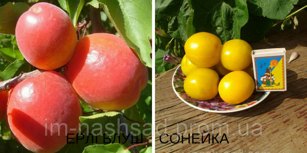 Саджанець абрикоса Ерлі Блуш + зливу російська Сонейка