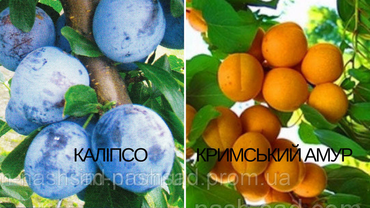 Саджанець абрикоса Кримський Амур (Україна) + зливу Каліпсо
