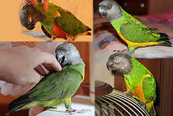 Сенегальський папуга , Сенегалець-ручний викормиш.