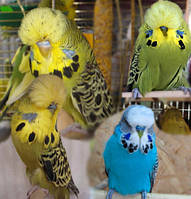 Виставковий хвилястий папуга Чех