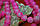 Ширина керамічна під мармур рожева 12 мм, фото 7