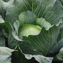 Бронко F1 (2500 нас.) насіння капусти б/к Bejo, фото 1