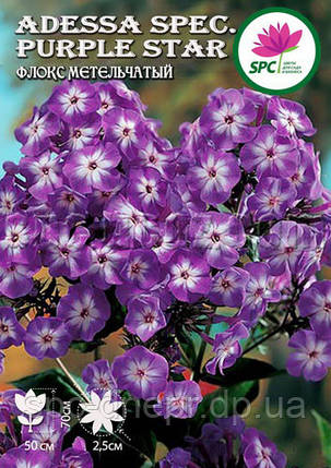Флокс волотистий Adessa Spec.Purple Star, фото 2