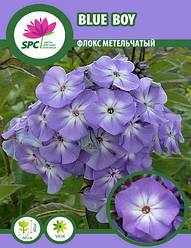 Флокс метильчастий Blue Boy
