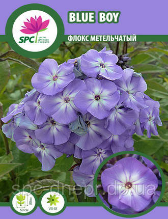 Флокс волотистий Blue Boy, фото 2