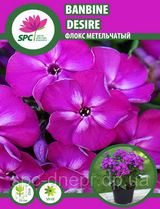 Флокс метильчастий Bambini Desire, фото 1
