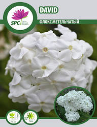 Флокс метильчастий David