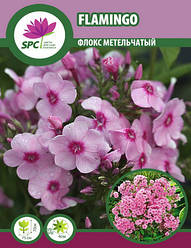 Флокс метильчастий Flamingo