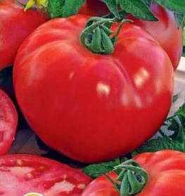 Насіння томату низькорослого Яна, 500 г, Nasko (Наско), Молдавія