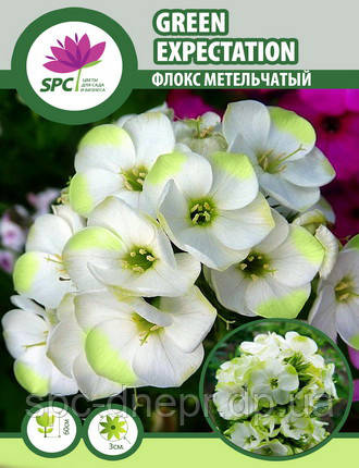 Флокс волотистий GreenExpectation, фото 2