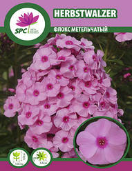 Флокс метильчастий Herbstwalzer