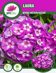 Флокс волотистий Laura