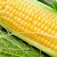 Семена кукурузы Леженд F1, 1 кг, Clause