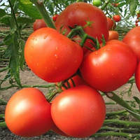 Насіння томату індетермінантного Картка F1, 250 насіння, Clause (Клоз) Франція