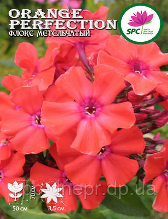 Флокс волотистий Orange Perfection, фото 2