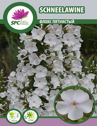 Флокс метильчастий Schneelawine