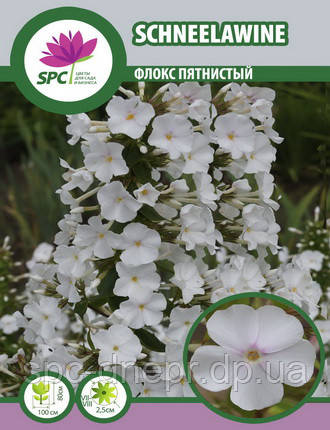 Флокс волотистий Schneelawine, фото 2