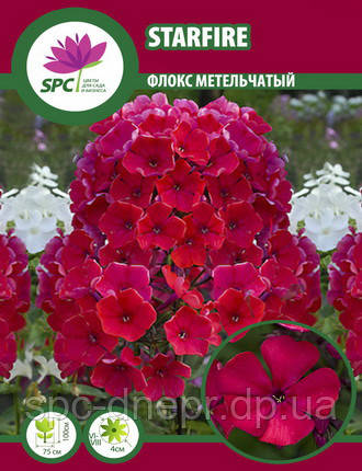 Флокс метильчастий Starfire, фото 1