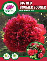 Пион травянистый Big Red Boomer Sooner