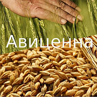 Протруйник Авіценна