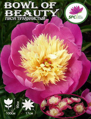 Півонія трав'яниста Bowl of Beauty, фото 2