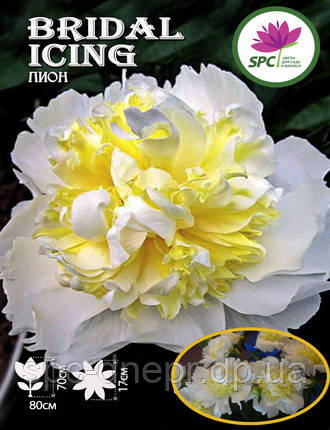 Півонія трав'янистий Bridal Icing