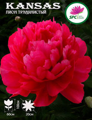 Півонія трав'яниста Kansas, фото 2