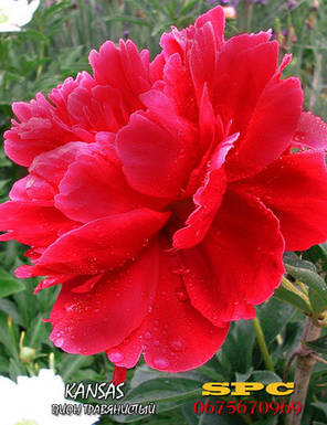 Півонія трав'яниста Kansas, фото 3