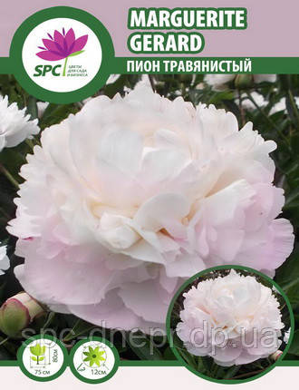 Півонія трав'яниста Marguerite Gerard