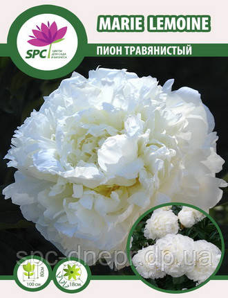 Півонія трав'яниста Marie Lemoine, фото 2