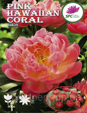 Півонія трав'яниста Pink Coral Hawaiian, фото 2