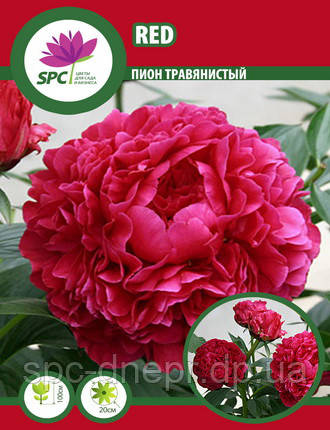 Півонія трав'яниста Red, фото 2