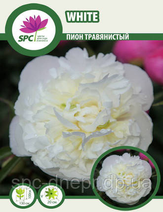 Півонія трав'янистий White, фото 2