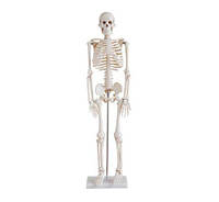 Модель человеческого скелета (45 см)