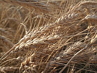 Озима пшениця "Сталева" (еліта)