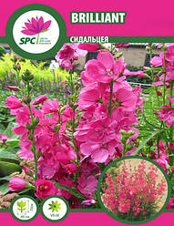 Сидальцея Brilliant