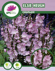 Сидальцея Elsie Heugh