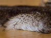 Шкура овеча натуральна забарвлення Вовк 110х70, фото 9