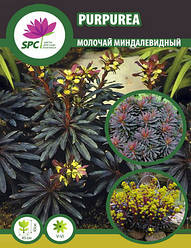 Молочай мигдальний Purpurea