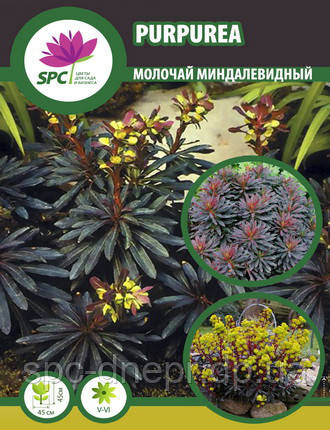 Молочай мигдальний Purpurea, фото 2