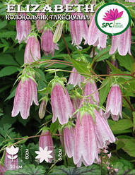 Дзвіночок Такесіман Elizabeth