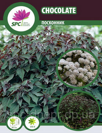 Сідач Chocolate, фото 2