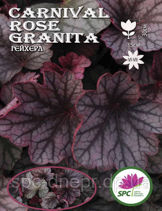 Гейхера Carnival Rose Granita, фото 1