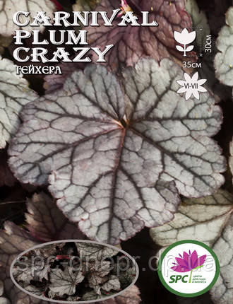 Гейхера Carnival Plum Crazy, фото 2