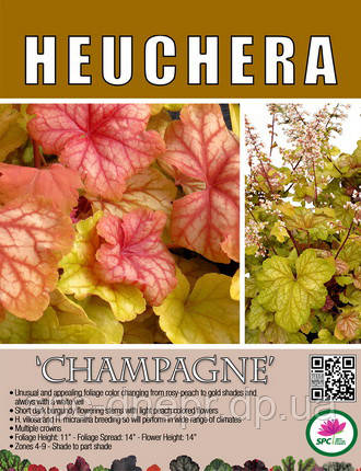 Гейхера Champagne, фото 2