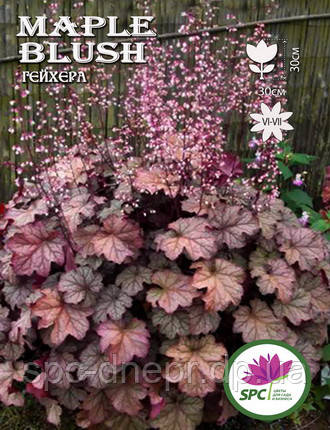 Гейхера Maple Blush, фото 2
