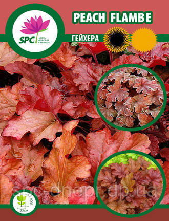 Гейхера Peach Flambe, фото 2