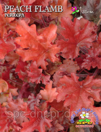 Гейхера Peach Flambe, фото 2