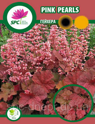 Гейхера Pink Pearls, фото 1
