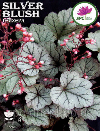Гейхера Silver Blush, фото 2
